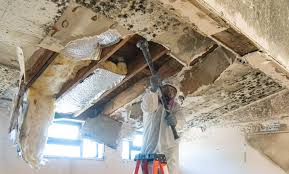 Why You Should Choose Our Mold Remediation Services in Arrowhead Beach, NC